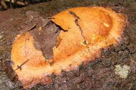 Attēlu rezultāti vaicājumam “Fuligo leviderma”