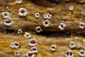 Attēlu rezultāti vaicājumam “Stictis”