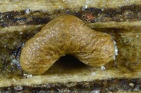 Attēlu rezultāti vaicājumam “Hemitrichia sordivesiculosa”