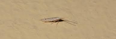 Attēlu rezultāti vaicājumam “Coleophoridae”