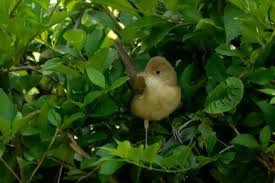 Image result for Acrocephalus aedon