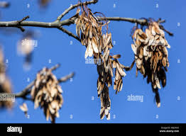 Attēlu rezultāti vaicājumam “Fraxinus excelsior fruit”