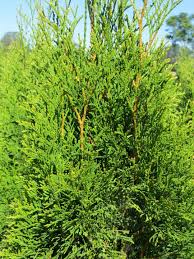 Attēlu rezultāti vaicājumam “Thuja occidentalis”