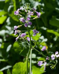 Attēlu rezultāti vaicājumam “Raphanus sativus flower”