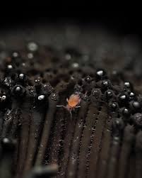 Attēlu rezultāti vaicājumam “Stemonitis pallida var. rubescens spores”