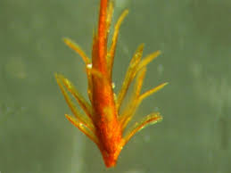 Attēlu rezultāti vaicājumam “Gyroweisia tenuis”