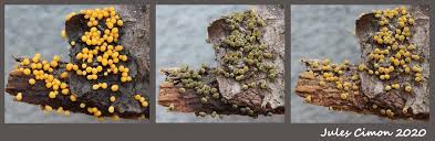 Attēlu rezultāti vaicājumam “Physarum luteolum”