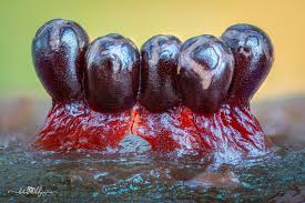 Attēlu rezultāti vaicājumam “Comatricha alta macro”