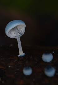 Attēlu rezultāti vaicājumam “Didymium tussilaginis macro”