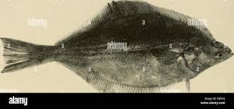 Image result for Parophrys vetulus