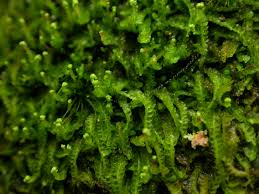 Attēlu rezultāti vaicājumam “Odontoschisma denudatum”