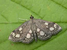 Attēlu rezultāti vaicājumam “Anania stachydalis”