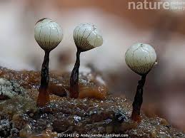 Attēlu rezultāti vaicājumam “Cribraria languescens spores”