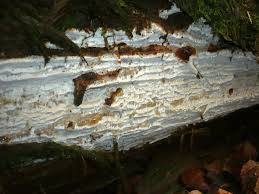 Attēlu rezultāti vaicājumam “Skeletocutis stellae”