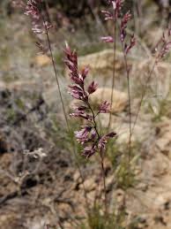 Attēlu rezultāti vaicājumam “Poa pratensis flower”