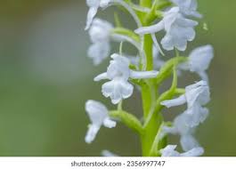 Attēlu rezultāti vaicājumam “Gymnadenia conopsea”