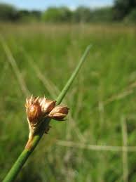 Attēlu rezultāti vaicājumam “Juncus filiformis”