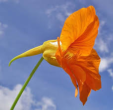 Attēlu rezultāti vaicājumam “Tropaeolaceae”