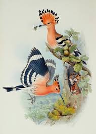 Attēlu rezultāti vaicājumam “Upupa epops”