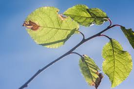 Attēlu rezultāti vaicājumam “Lyonetia prunifoliella”