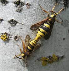 Attēlu rezultāti vaicājumam “Sesia apiformis”