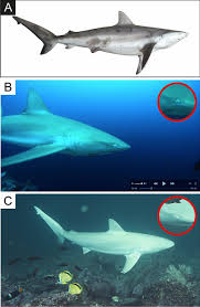 Image result for Carcharhinus galapagensis