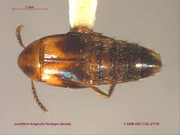 Attēlu rezultāti vaicājumam “Tachyporus sp.”