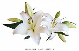 Image result for Lilie