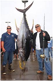 Image result for Thunnus albacares