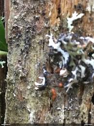 Attēlu rezultāti vaicājumam “Enteridium variabile”