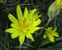 Attēlu rezultāti vaicājumam “Scorzonera humilis bud”