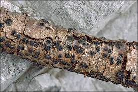 Attēlu rezultāti vaicājumam “Anthostoma decipiens”