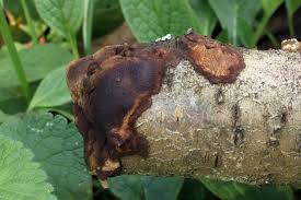 Attēlu rezultāti vaicājumam “Phellinus ferruginosus”