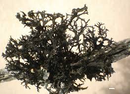 Attēlu rezultāti vaicājumam “Cribraria pertenuis macro”