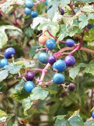 Attēlu rezultāti vaicājumam “Ampelopsis glandulosa var. brevipedunculata”