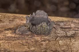 Attēlu rezultāti vaicājumam “Biscogniauxia repanda”