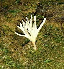 Attēlu rezultāti vaicājumam “Tremellodendropsis tuberosa”