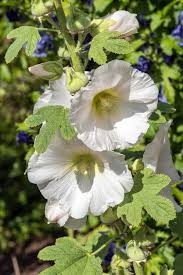 Image result for Alcea (althaea) rosea