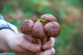 Attēlu rezultāti vaicājumam “Xerocomus subtomentosus”