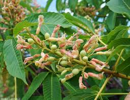 Attēlu rezultāti vaicājumam “Aesculus x neglecta”