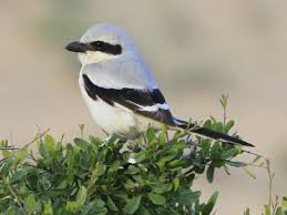 Attēlu rezultāti vaicājumam “Lanius excubitor adult”