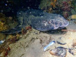 Image result for Cephaloscyllium laticeps