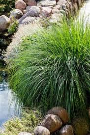 Attēlu rezultāti vaicājumam “Carex paniculata”