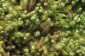 Attēlu rezultāti vaicājumam “Nardia scalaris cells”