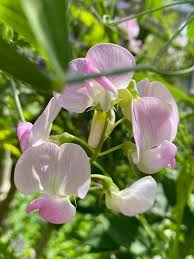 Attēlu rezultāti vaicājumam “Lathyrus latifolius bud”
