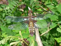 Attēlu rezultāti vaicājumam “Libellula depressa”