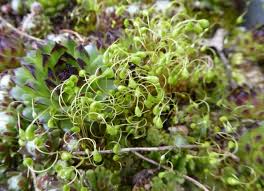 Attēlu rezultāti vaicājumam “Funaria hygrometrica sporophyte”