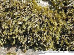 Attēlu rezultāti vaicājumam “Cinclidotus danubicus”