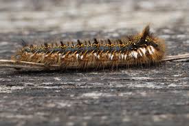 Attēlu rezultāti vaicājumam “Euthrix potatoria imago”