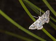 Attēlu rezultāti vaicājumam “Nymphula nitidulata”